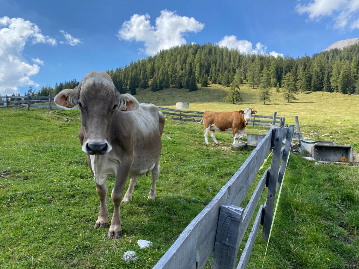 Haemmermoosalm Leutasch Dış mekan fotoğraf